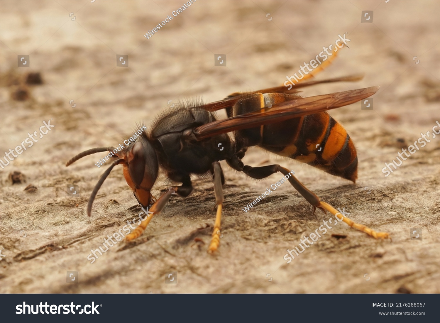 Closeup On Asian Yellow Legged Hornet Stock Photo 2176288067 | Shutterstock