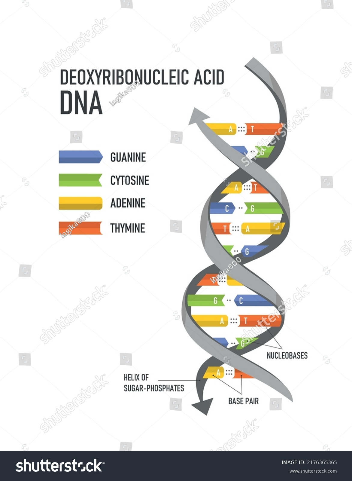 Dna Double Helix Deoxyribonucleic Acids Nitrogenous Stock Vector Royalty Free 2176365365