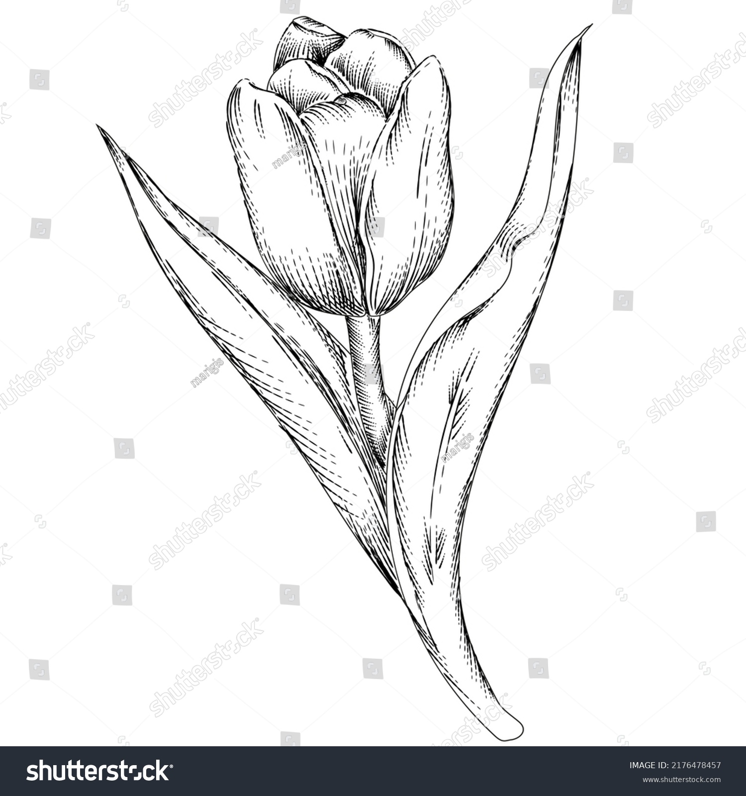 Hand Drawn Tulip Single Flower Sketch Stock Vector (Royalty Free ...