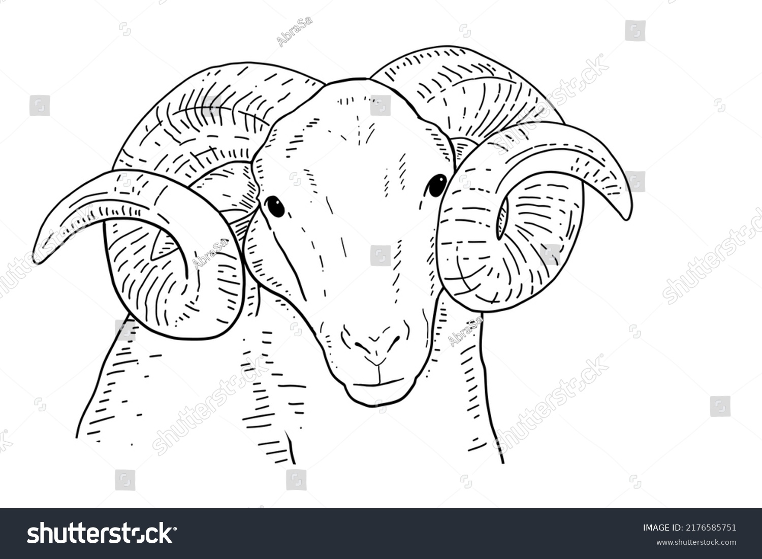 Mountain Sheep Sketchy Black White Hand Stock Vector (Royalty Free ...