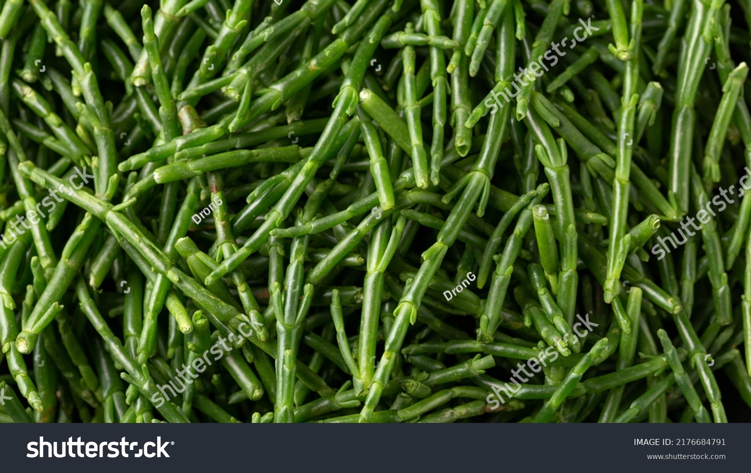 Fresh Raw Samphire Close Background Texture Stock Photo 2176684791 ...