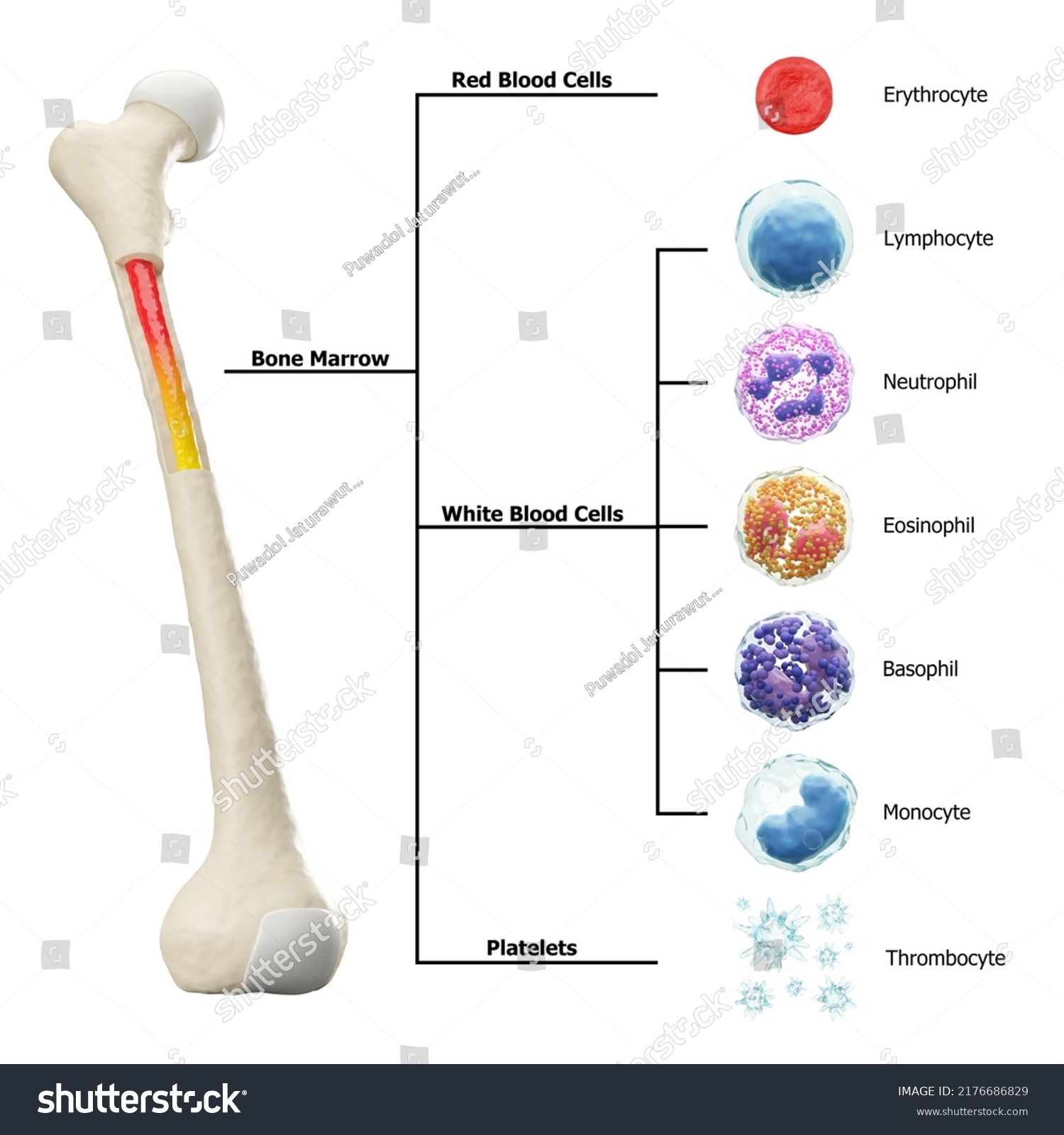 Bone Marrow Blood Cells Formation Diagram Stock Illustration 2176686829 ...