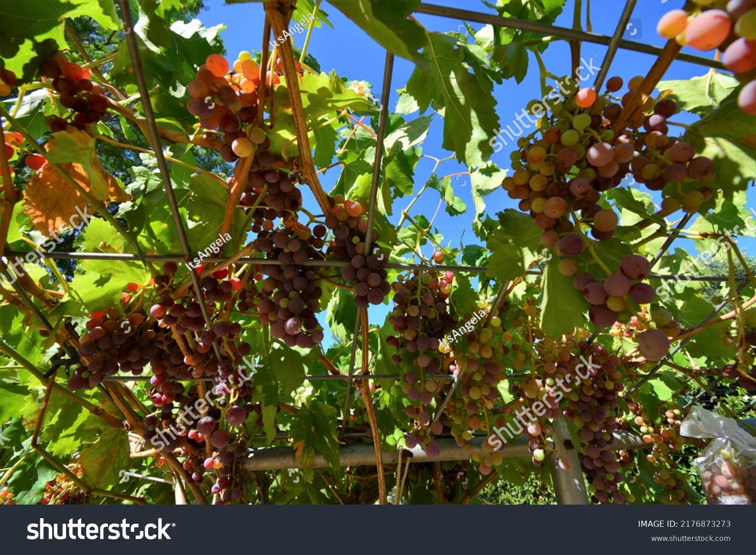 Bunches Organic Red Flame Seedless Grapes Stock Photo 2176873273 