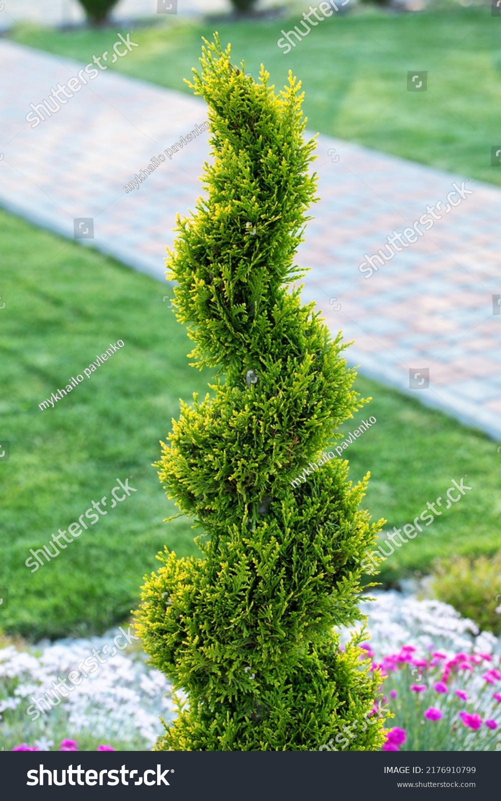 Thuja Cut Form Spiral Use Evergreen Stock Photo 2176910799 | Shutterstock