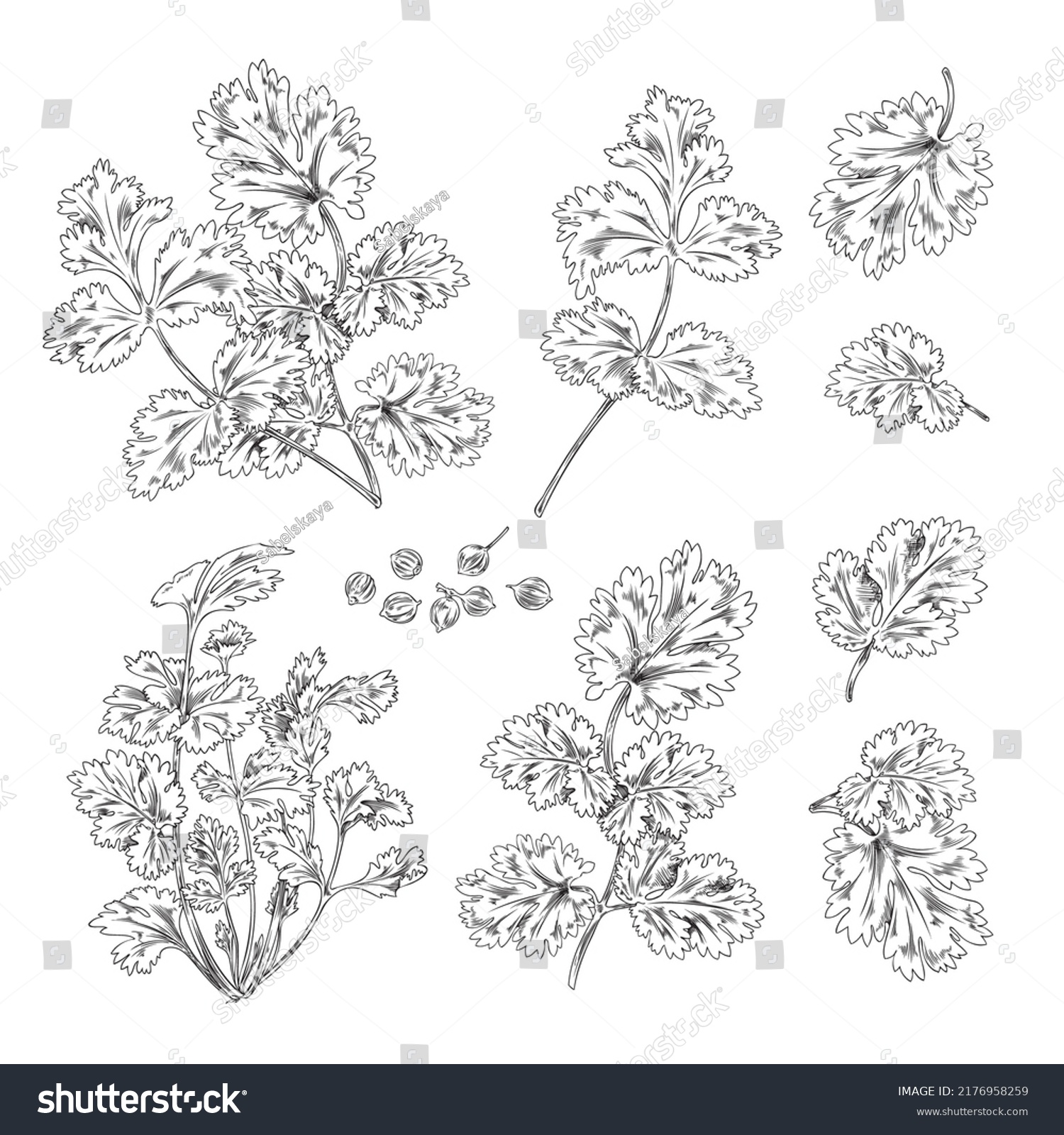 Hand Drawn Coriander Leaves Branches Seeds Stock Vector (royalty Free 