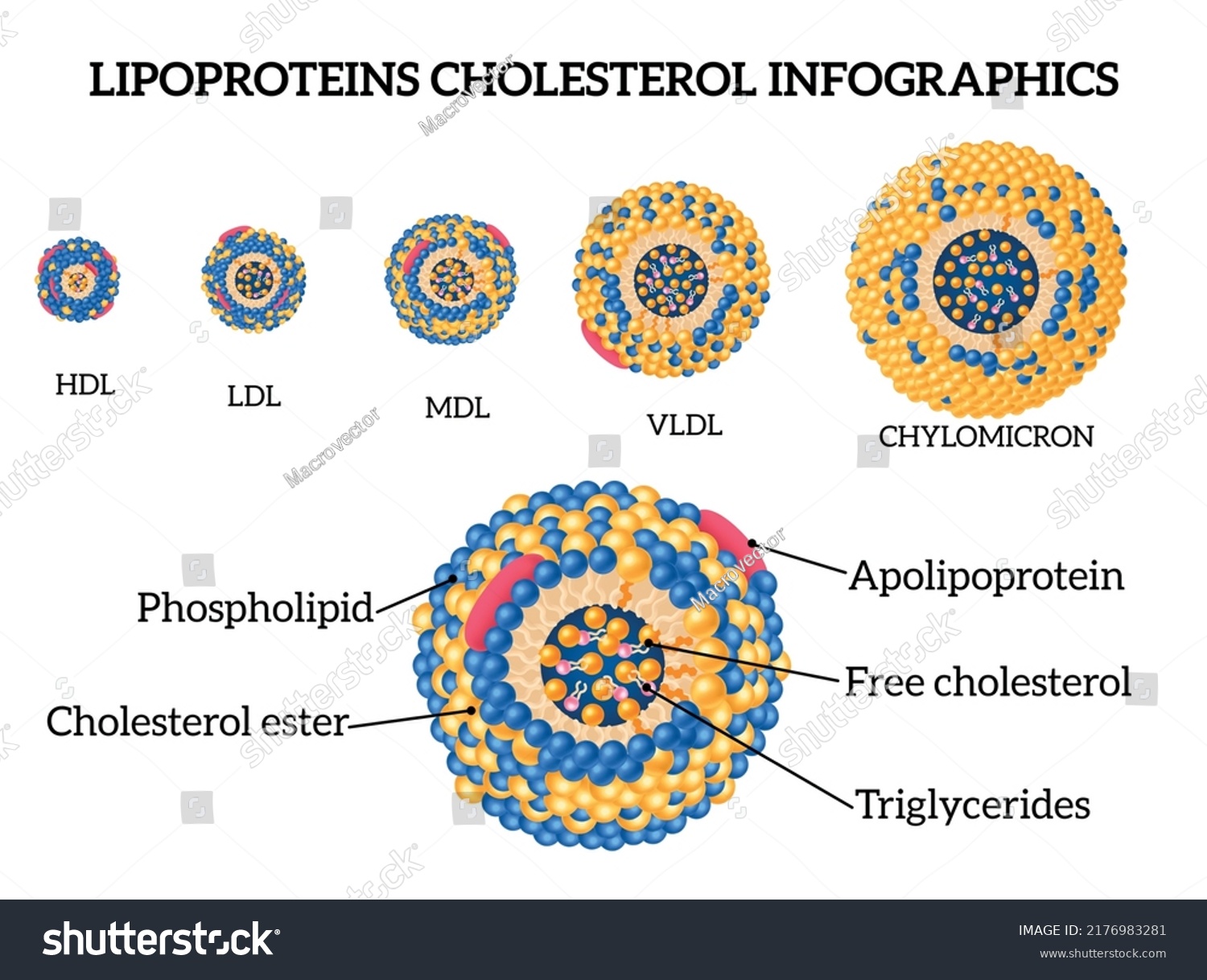 Lipoproteins Cholesterol Realistic Infographic Set Mdl Stock Vector ...