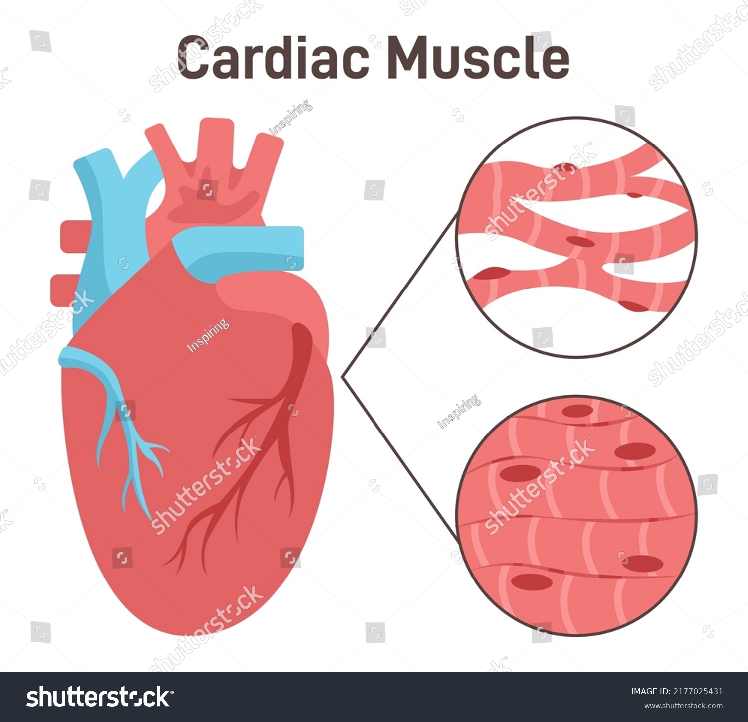 Cardiac Muscle Fibers Structure Heart Muscle Stock Vector (Royalty Free ...