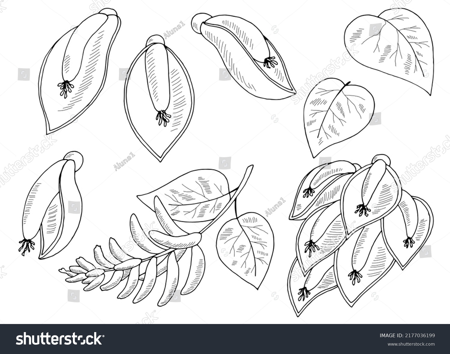 Erythrina Flower Graphic Black White Isolated Stock Vector (Royalty ...