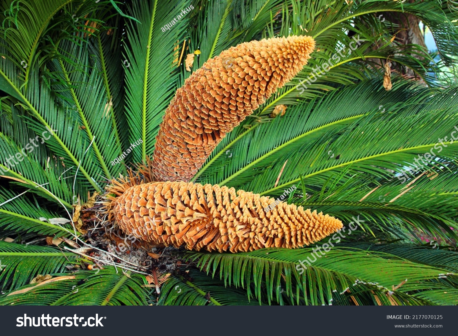 Green Leaves Male Cone Cycas Revoluta Stock Photo 2177070125 | Shutterstock