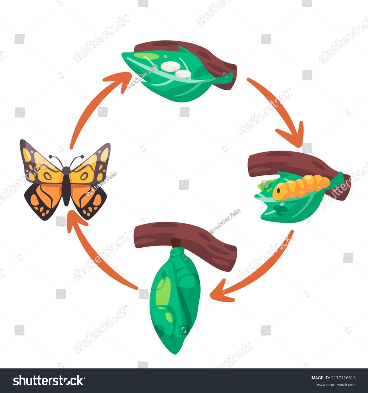 Butterfly Life Cycle Illustration Transformation Egg Stock Vector ...