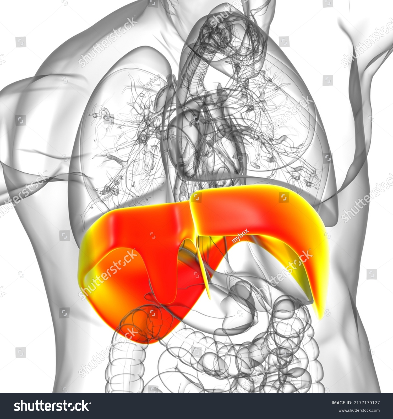 Diaphragm Human Respiratory System Anatomy Medical Stock Illustration ...