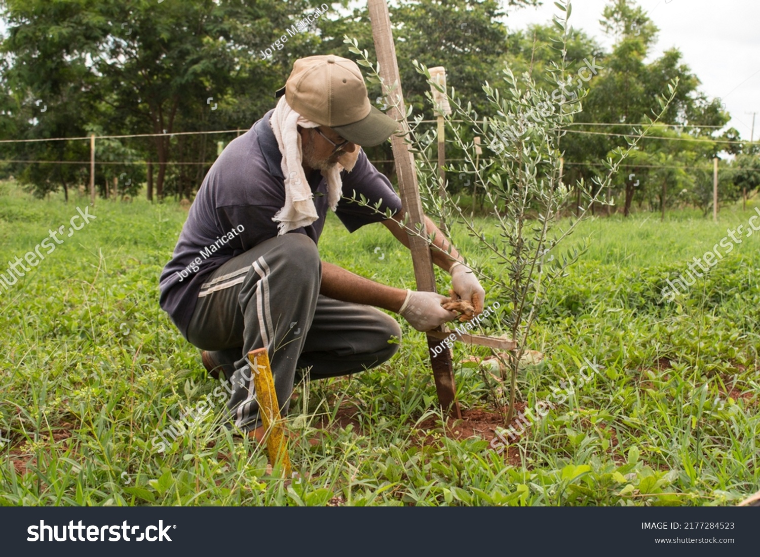 Caucasian Farmer Kneeling Down Planting Tree Stock Photo 2177284523 