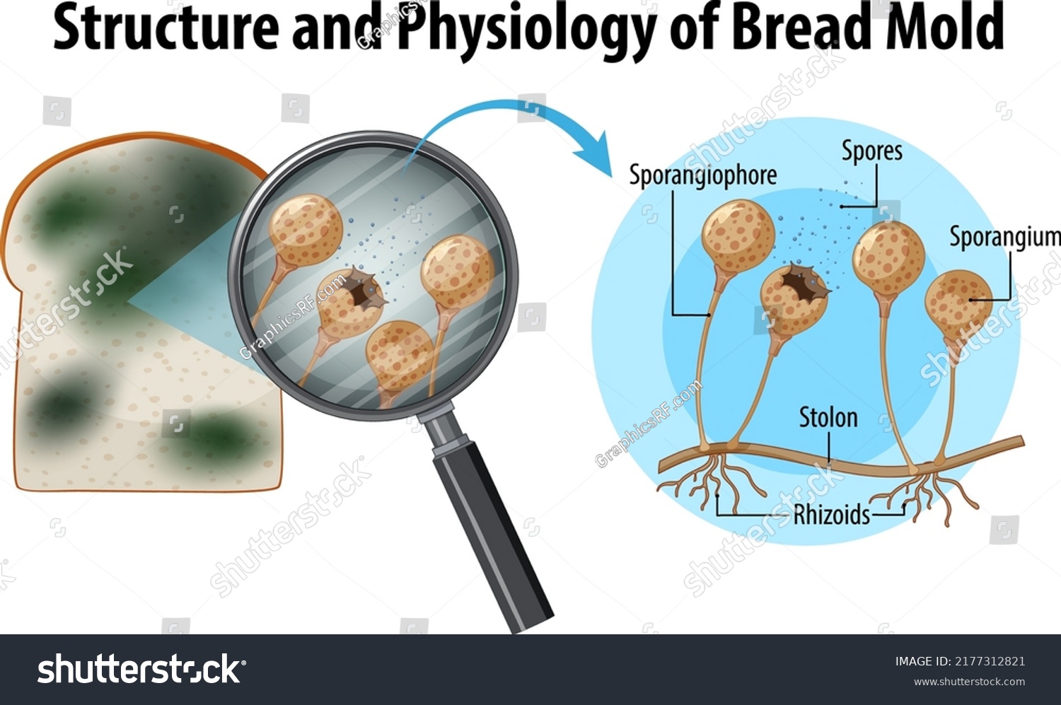 Structure Physiology Bread Mold Illustration Stock Vector (Royalty Free ...