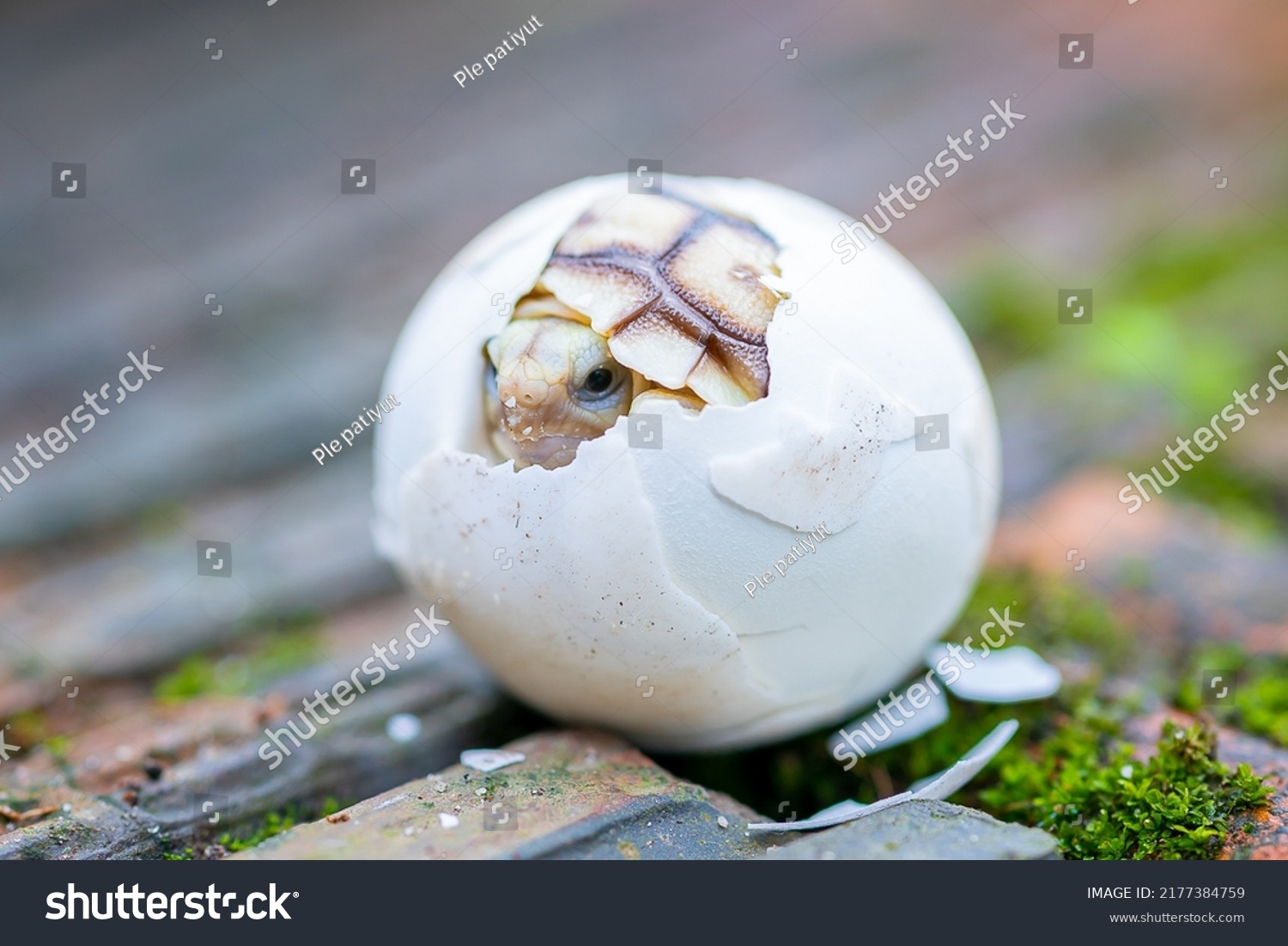 Baby Sucata Turtles Being Born Out Stock Photo 2177384759 | Shutterstock