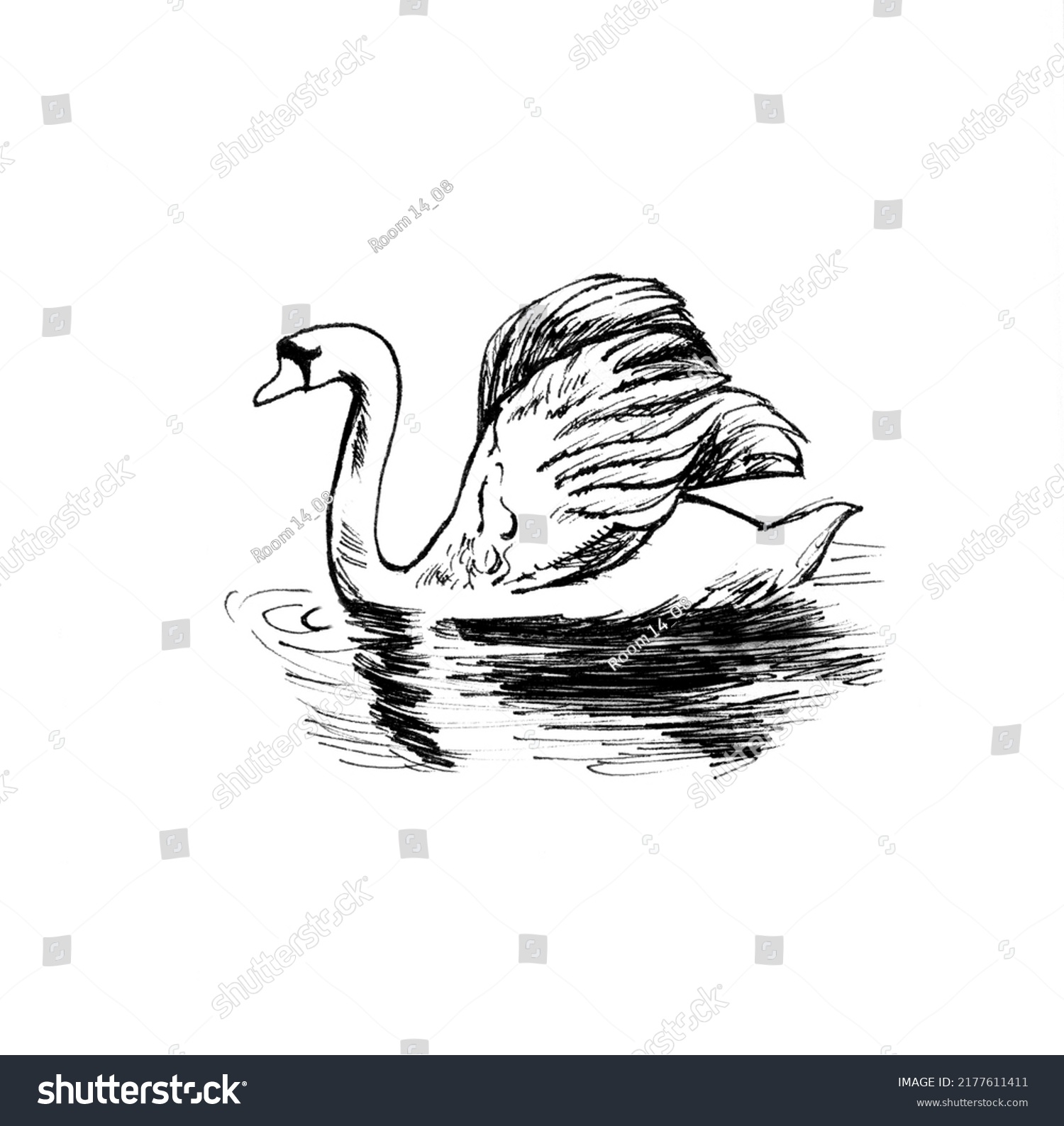 Sketch Illustration White Swan Drawing Stock Illustration 2177611411 ...