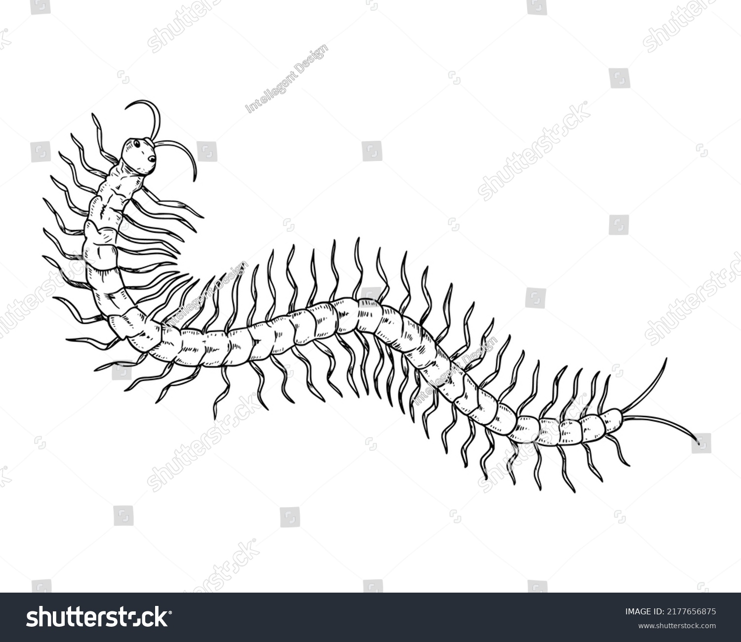 Hand Drawn Sketch Centipede Vector Illustration Stock Vector (royalty 