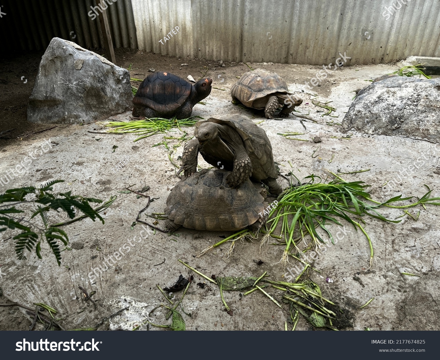 Land Tortoise Riding Breeding Stock Photo 2177674825 | Shutterstock