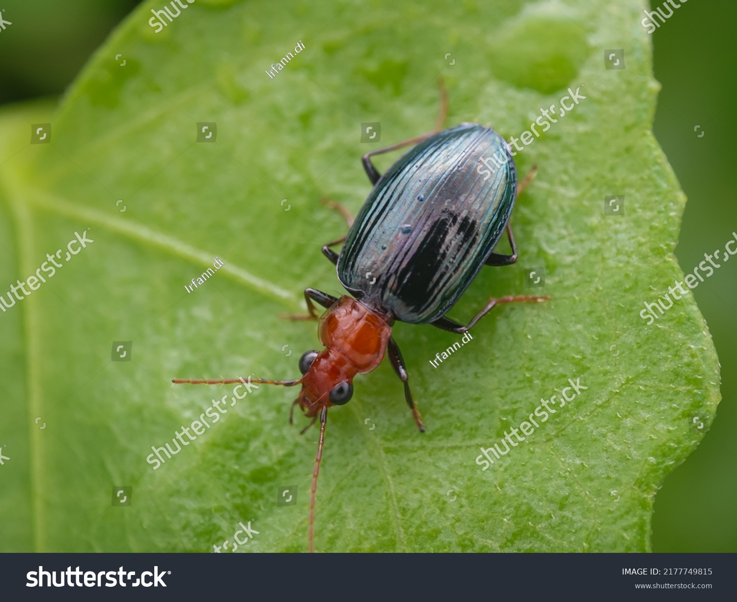 Lebia Genus Predatory Ground Beetles Common Stock Photo 2177749815 ...