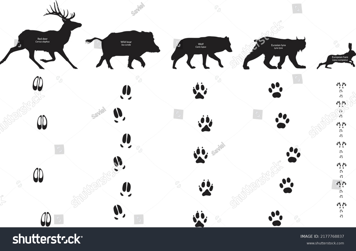 Animal Footprints Canis Lupus Lynx Lynx Stock Vector (royalty Free 