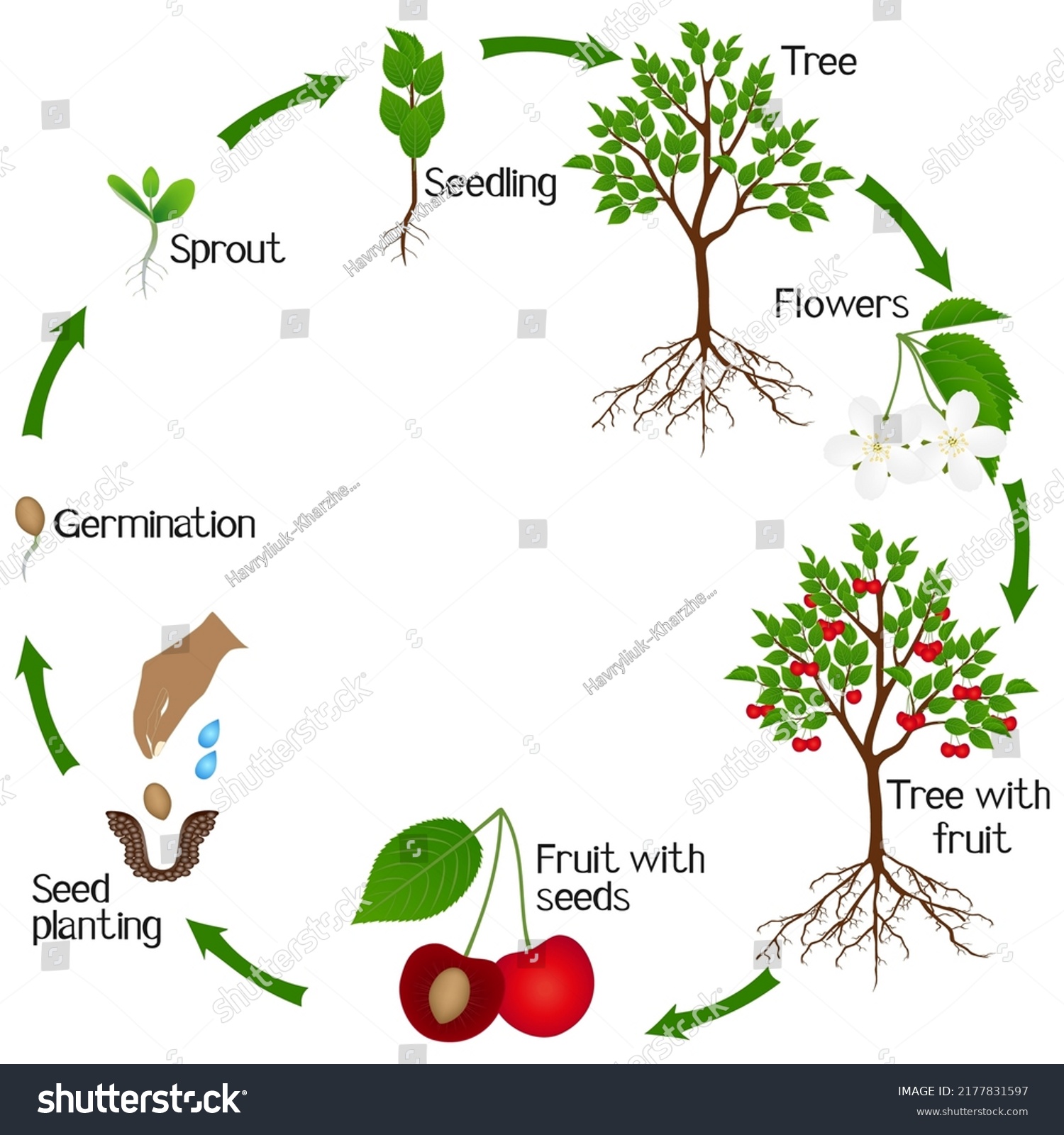 Cherry Plant Growth Cycle Isolated On Stock Vector (Royalty Free ...