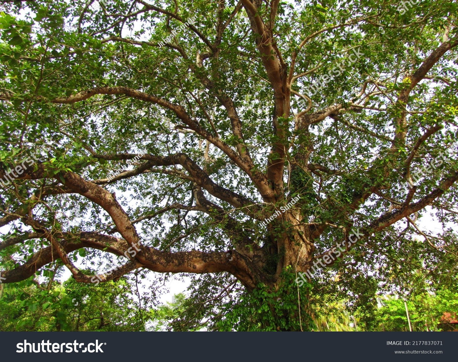 Banyan Tree Huge Branches Peralassery Temple Stock Photo 2177837071 ...