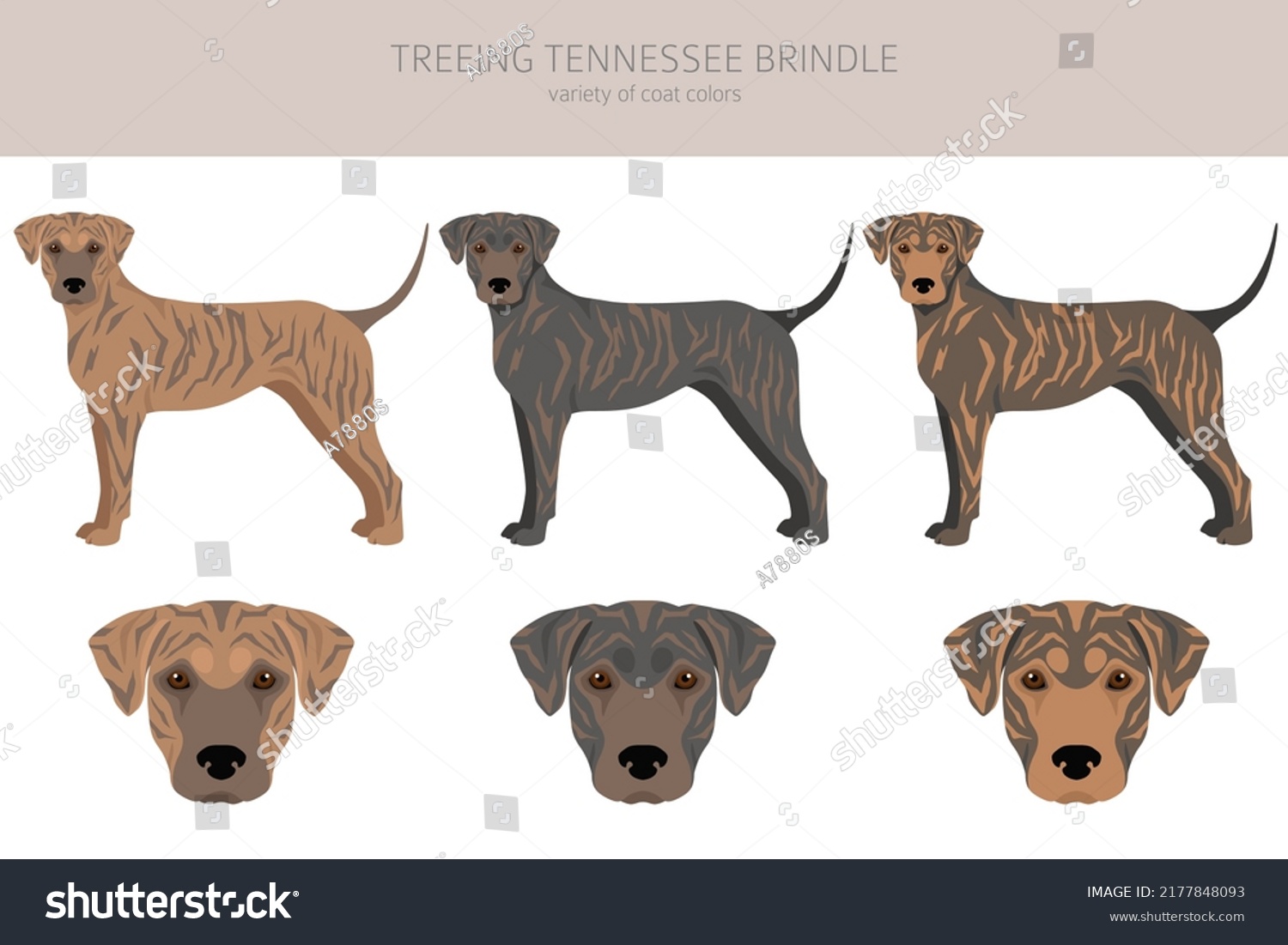 are treeing tennessee brindle dogs healthy