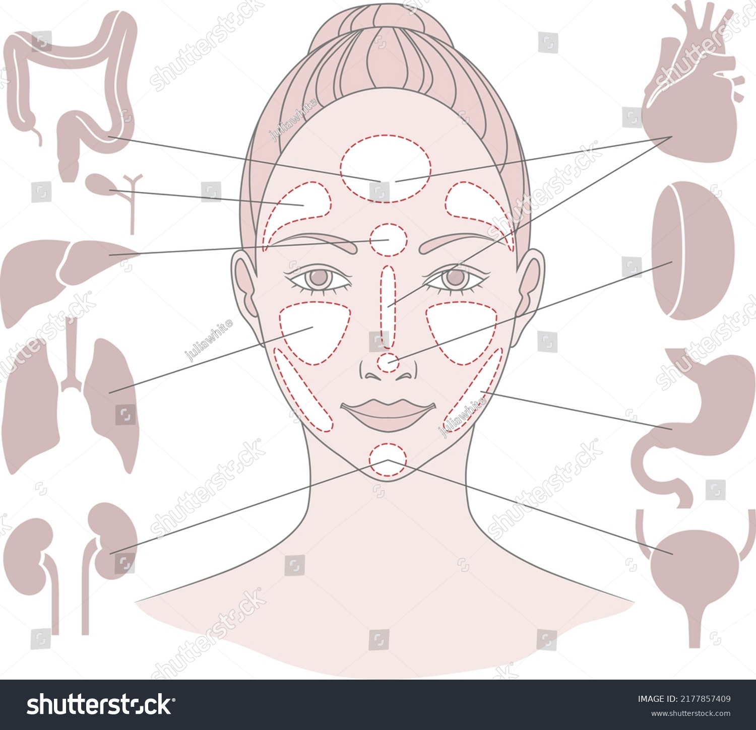 Vektor Stok Markers Reflexology Zones Projection Internal Organs Tanpa