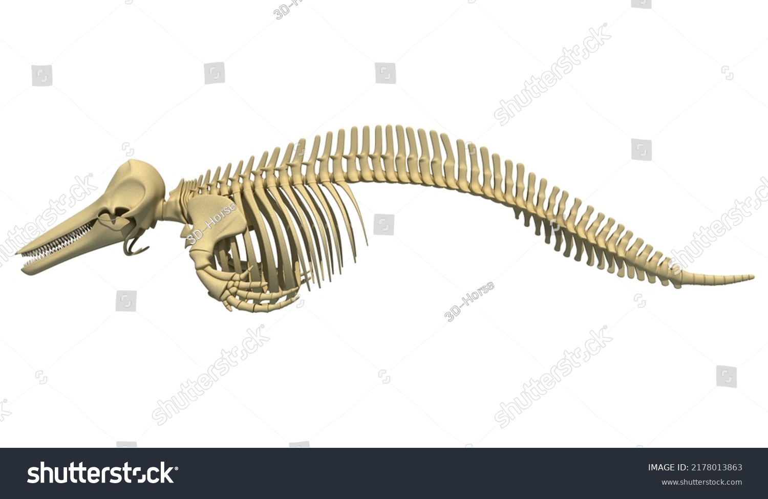 Dolphin Skeleton Marine Mammals Anatomy 3d Stock Illustration ...