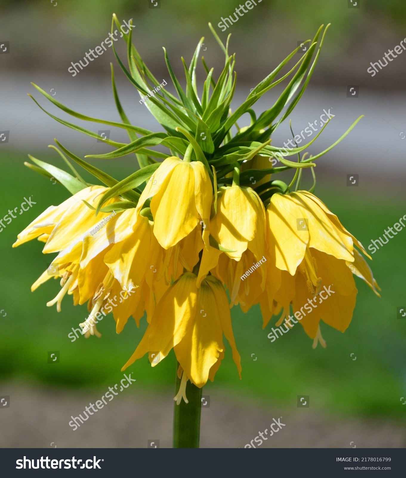 Fritillaria Imperialis Crown Imperial Imperial Fritillary Stock Photo ...