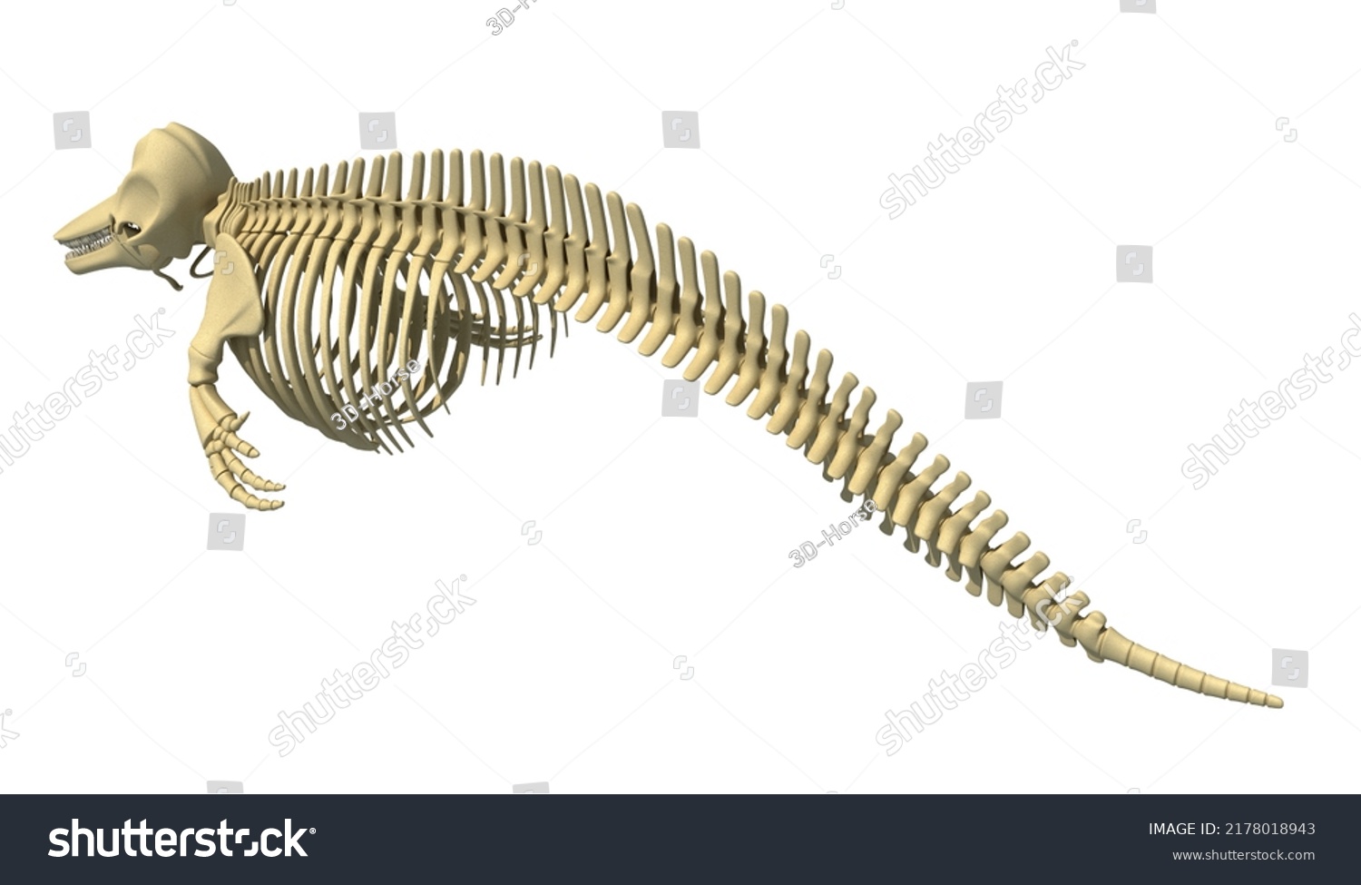 Dolphin Skeleton Anatomy 3d Rendering Back Stock Illustration ...