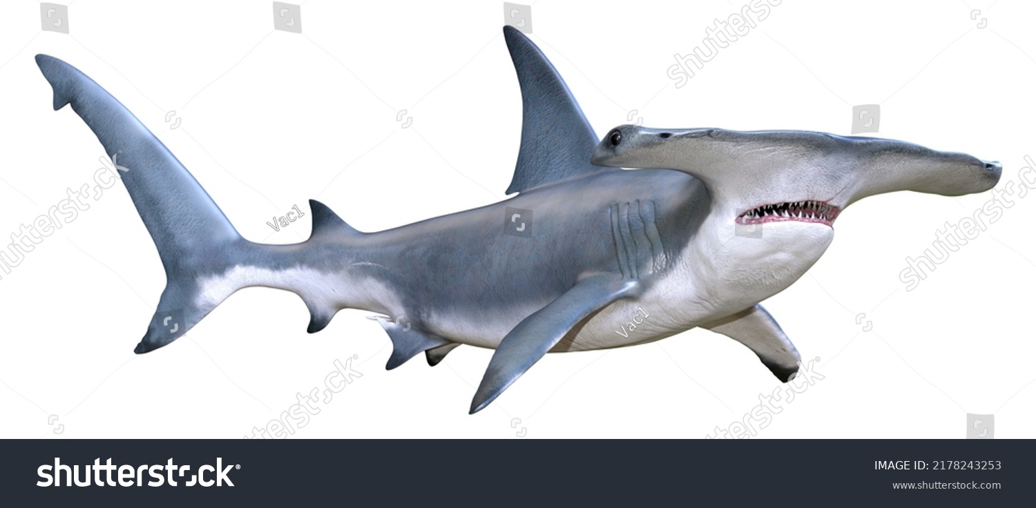 3d Rendering Hammerhead Shark Isolated On Stock Illustration 2178243253 ...