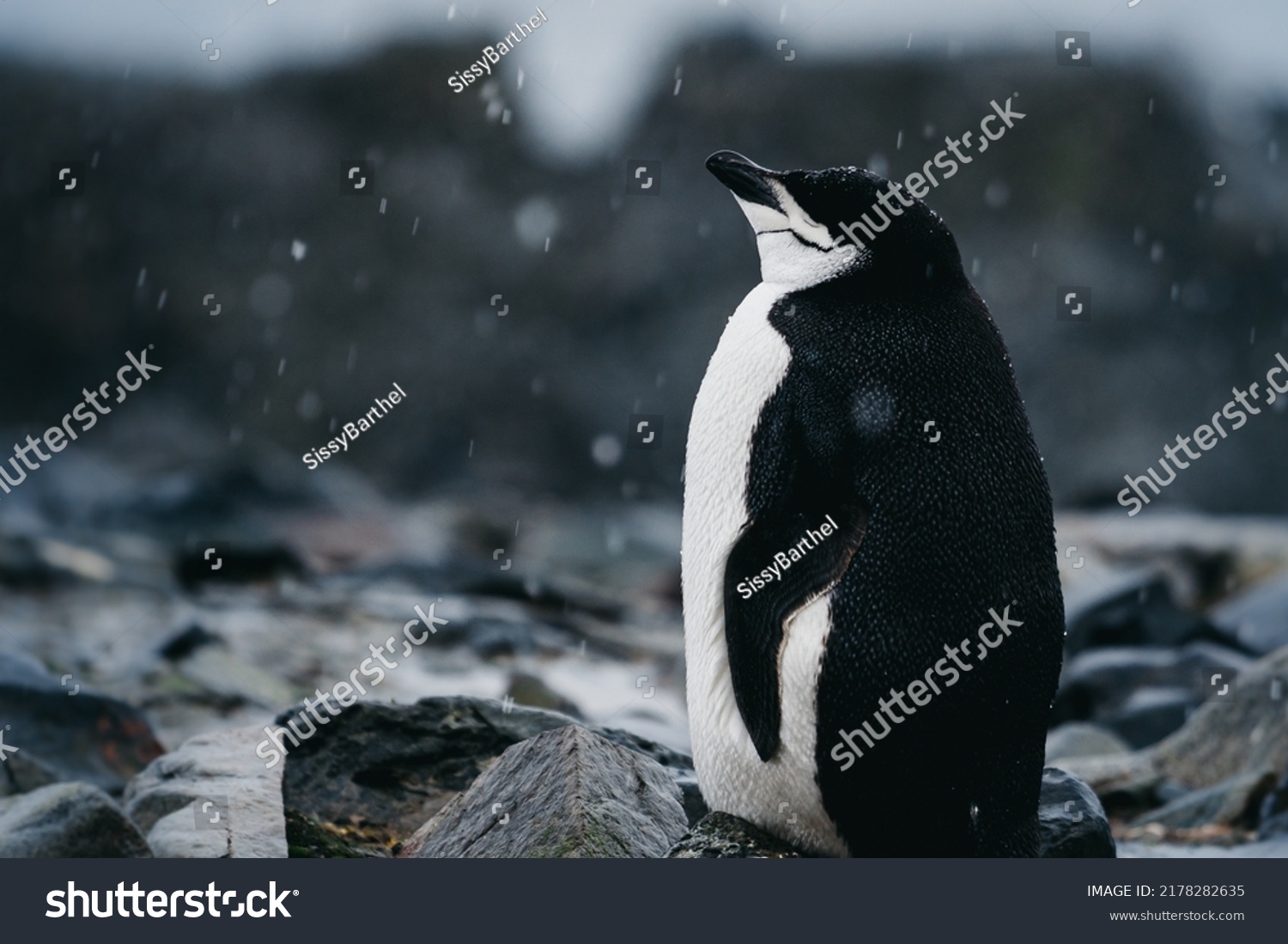 Chinstrap Penguin Molting Antarctica Half Moon Stock Photo 2178282635 ...