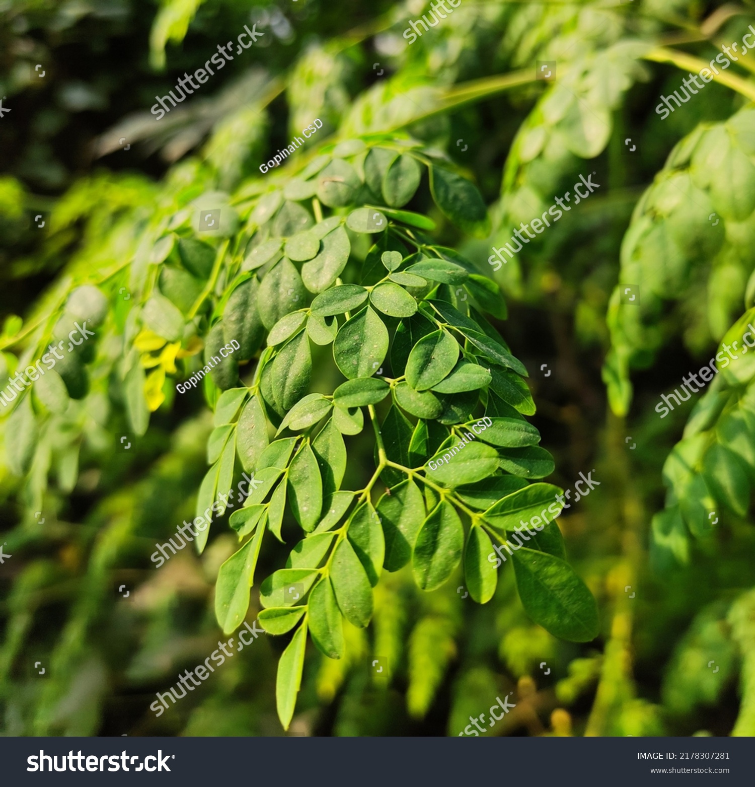 Albizia Lebbeck Leaf Village Stock Photo 2178307281 | Shutterstock