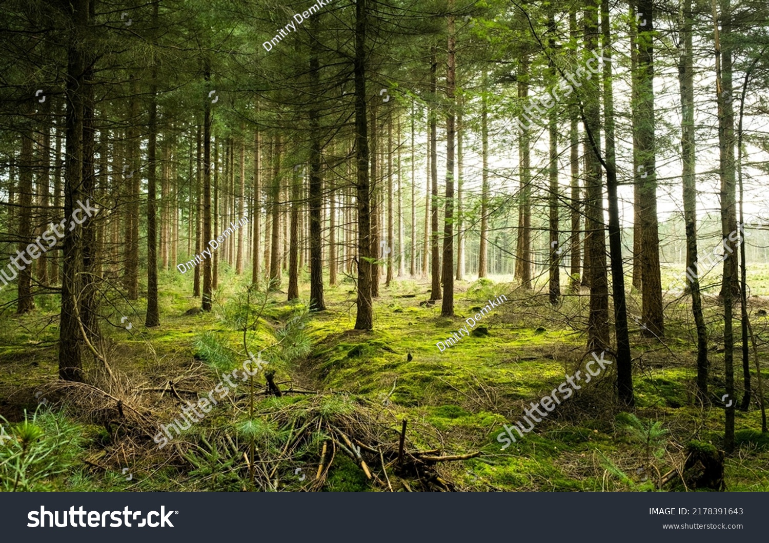 Mossy Forest Scene Deep Forest Covered Stock Photo 2178391643