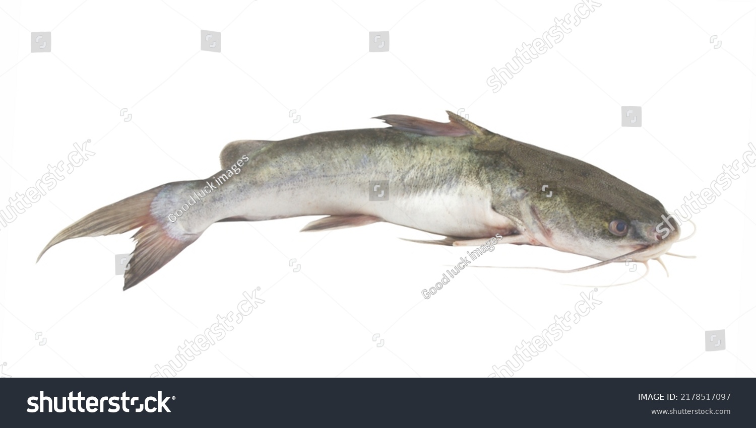 Catfish Isolated On White Background Stock Photo 2178517097 | Shutterstock