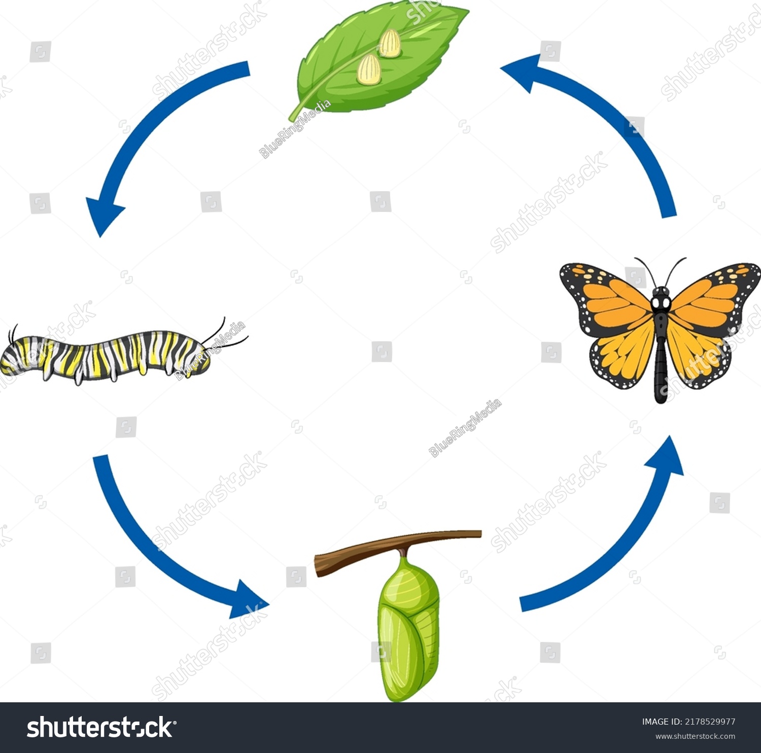 Life Cycle Monarch Butterfly Illustration Stock Vector (Royalty Free ...