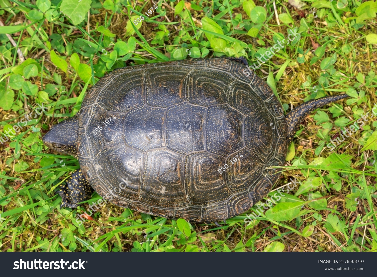 Reptiles Our Planet Top View European Stock Photo 2178568797 | Shutterstock