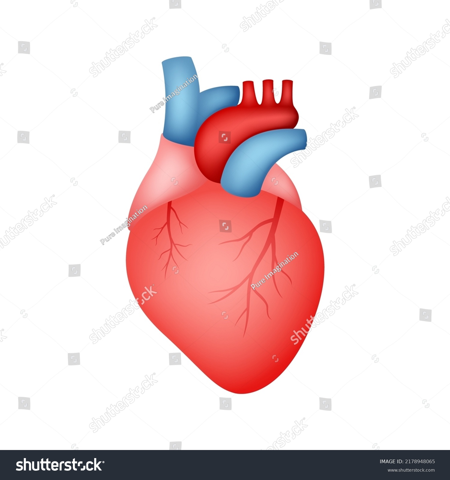 Human Heart Isolated On White Background Stock Vector (Royalty Free ...