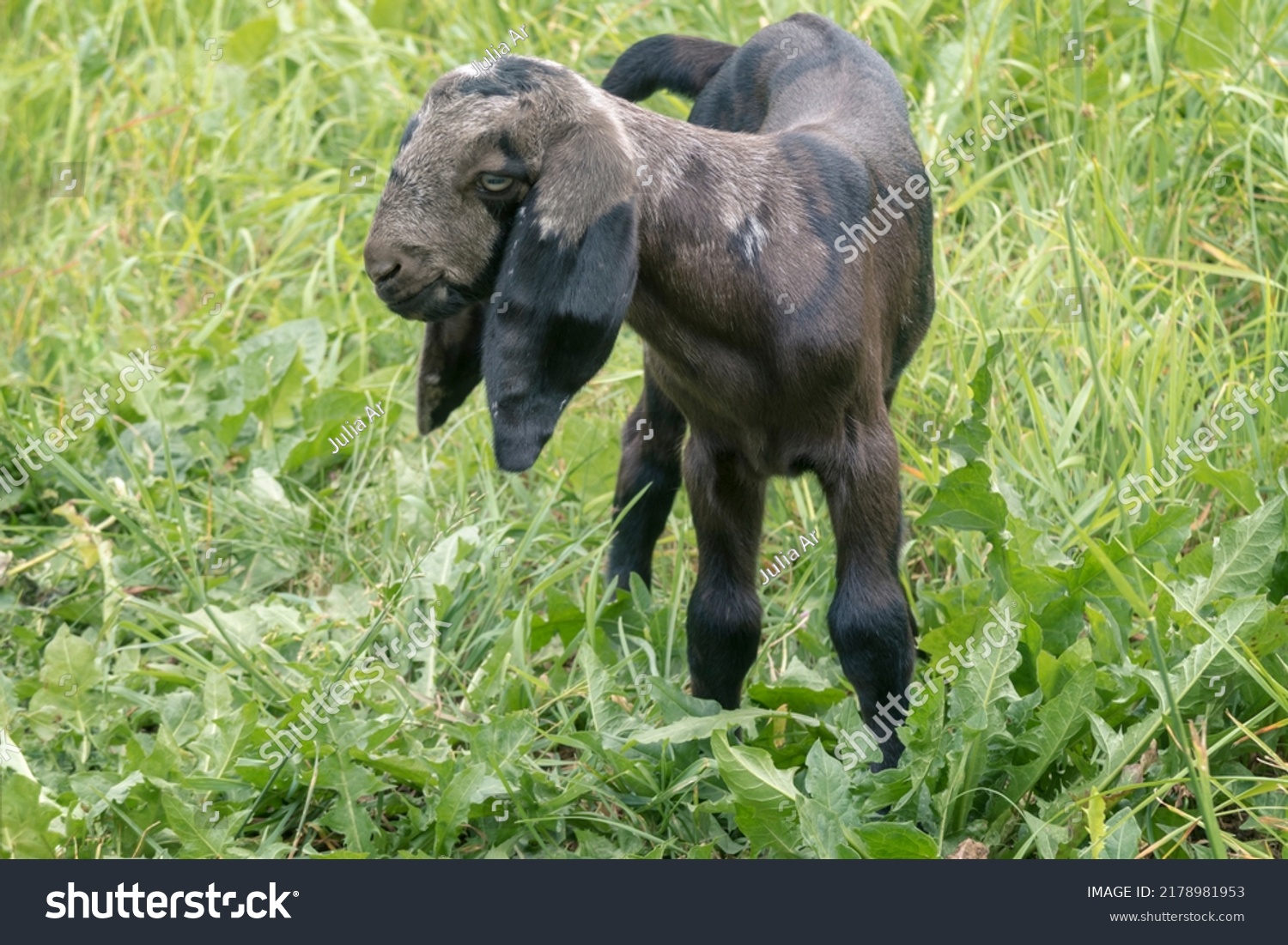 Nubian Moon Spotted Goat Summer Meadow Stock Photo 2178981953 