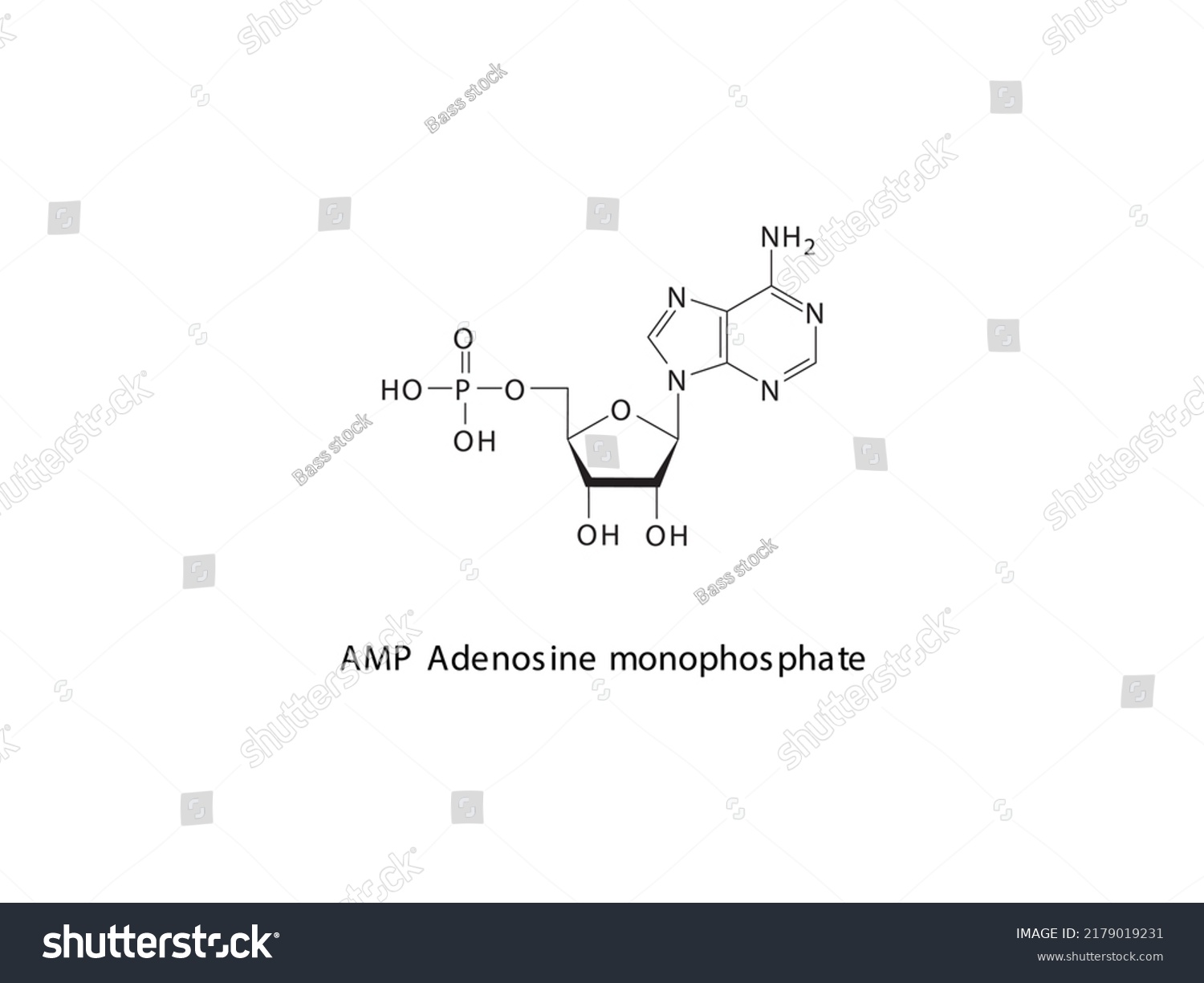 Amp Adenosine Monophosphate Nucleotide Molecular Structure Stock Vector ...