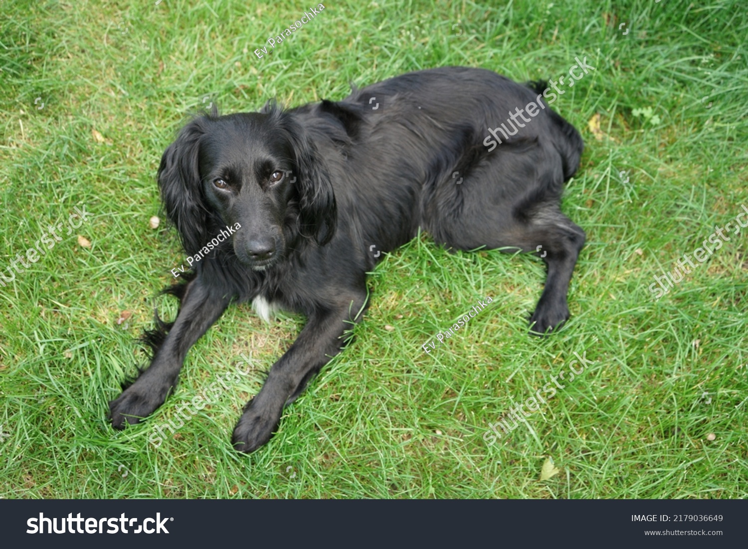 Black Markiesje Dog Laying Grass Stock Photo 2179036649 | Shutterstock