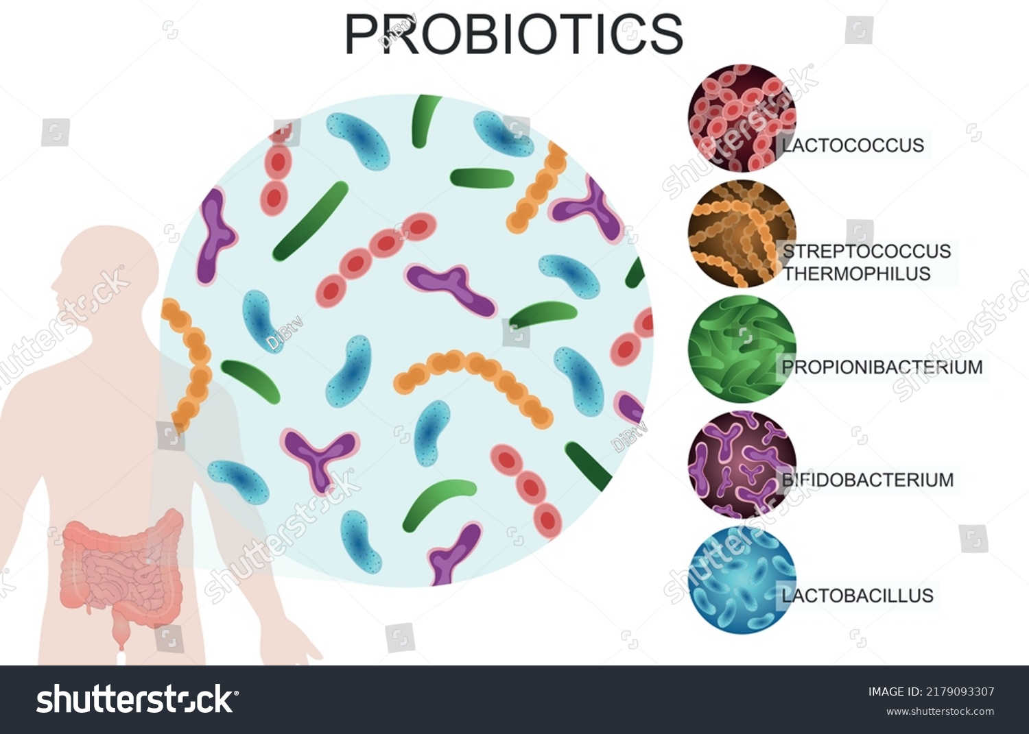 Probiotics Good Bacteria Microorganisms Human Health Stock Vector