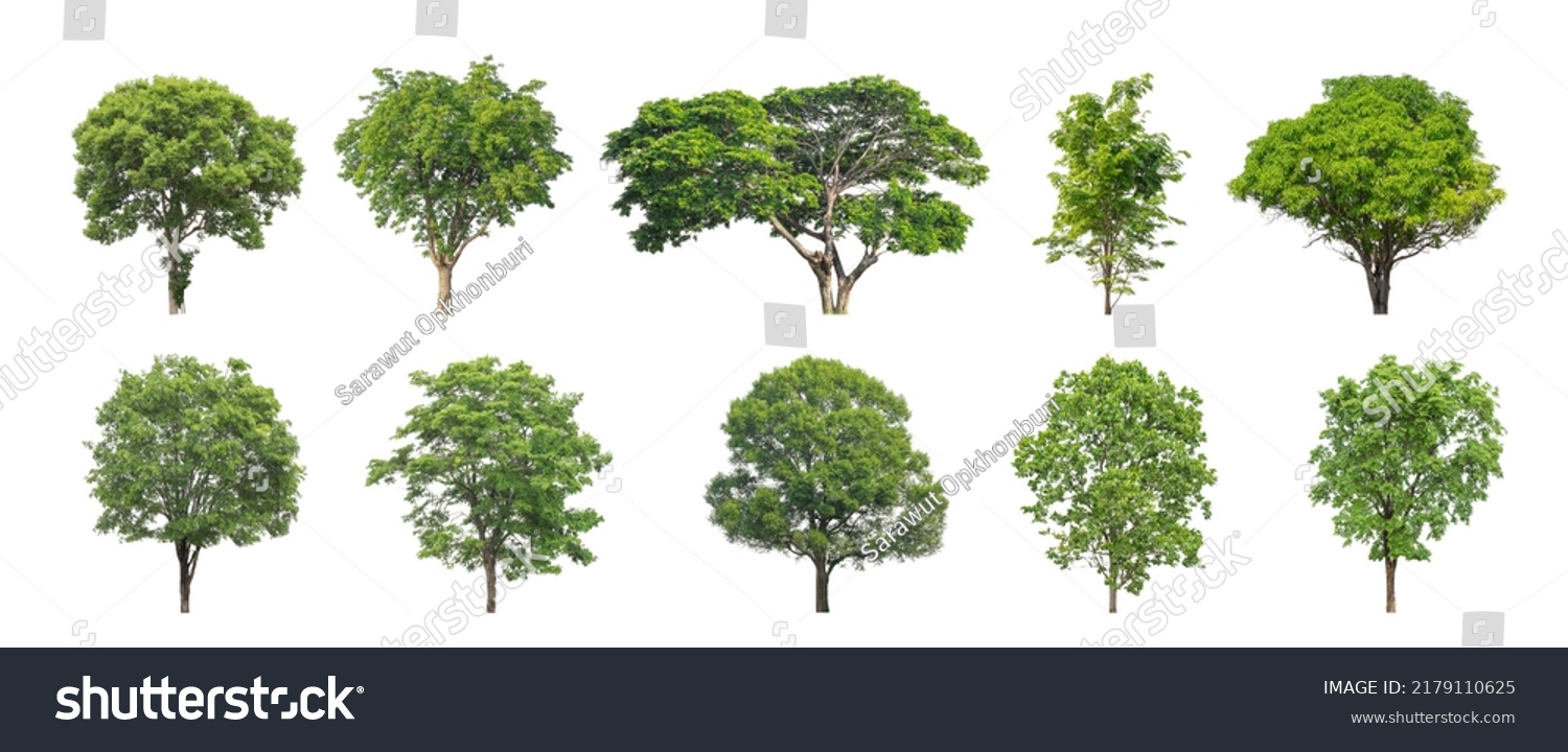 Collection Tree Cut Out Original Background Stock Photo 2179110625 ...