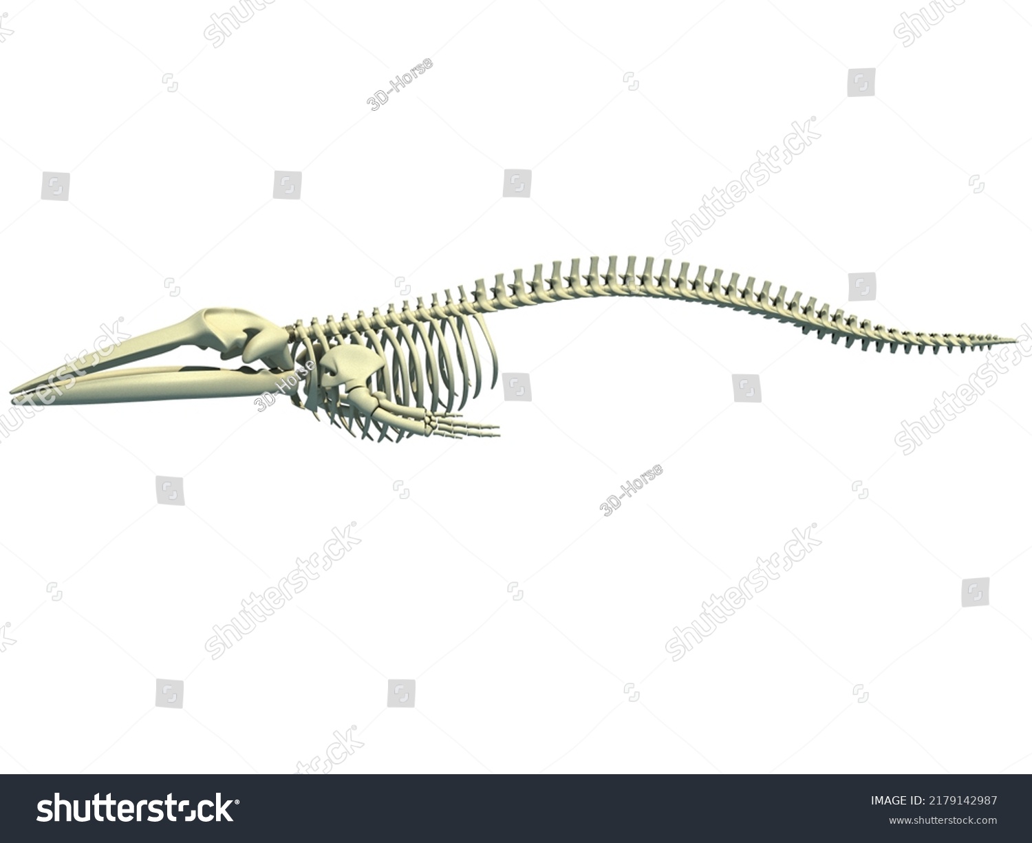 Fin Whale Skeleton Anatomy 3d Rendering Stock Illustration 2179142987 ...