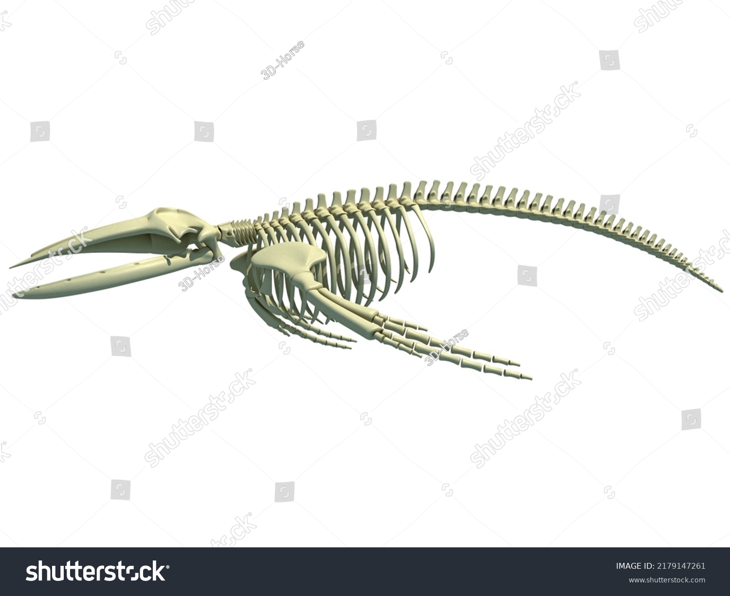 Humpback Whale Skeleton Anatomy 3d Rendering Stock Illustration ...