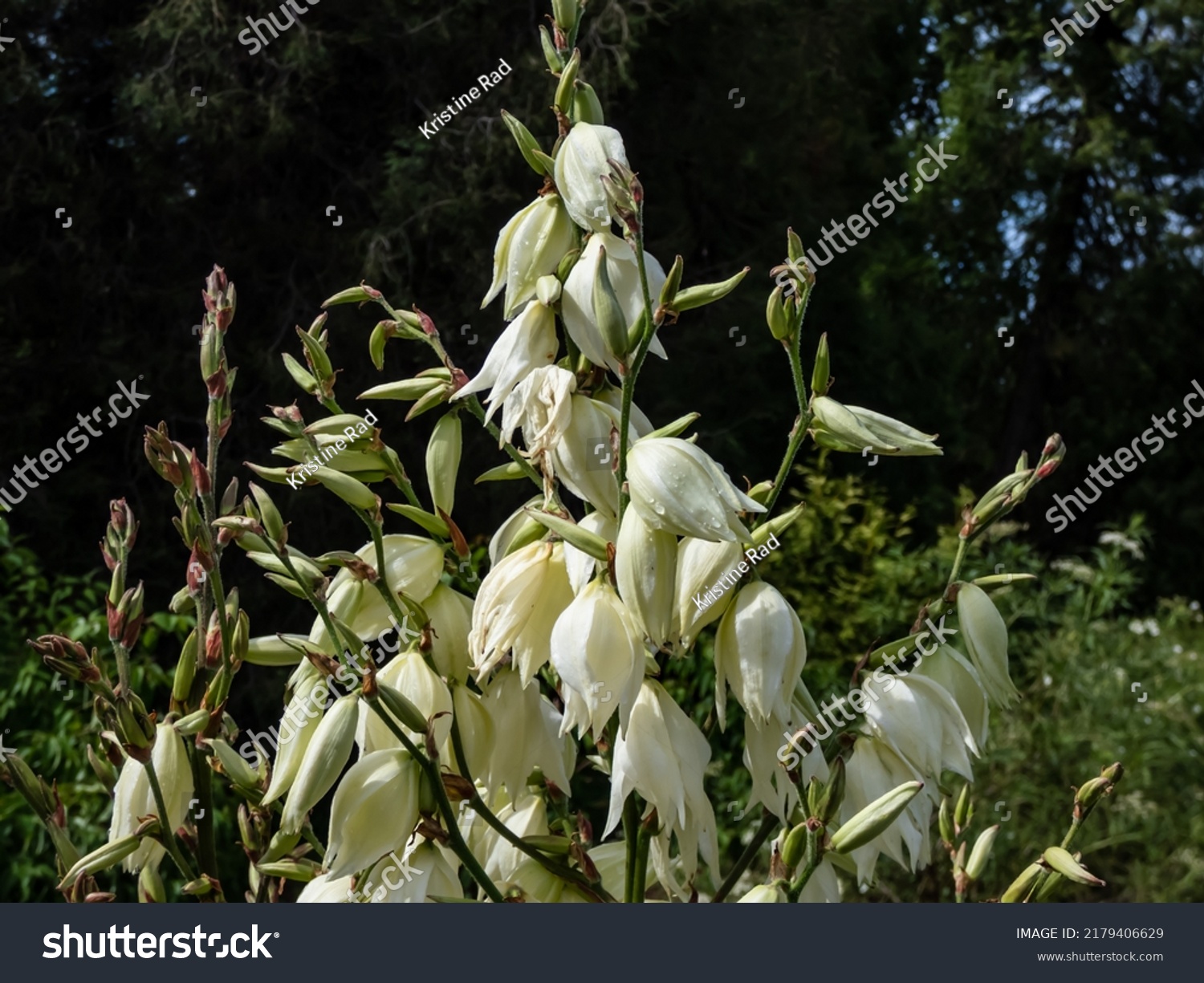 Needle Thread Common Yucca Spanish Bayonet Stock Photo 2179406629 ...