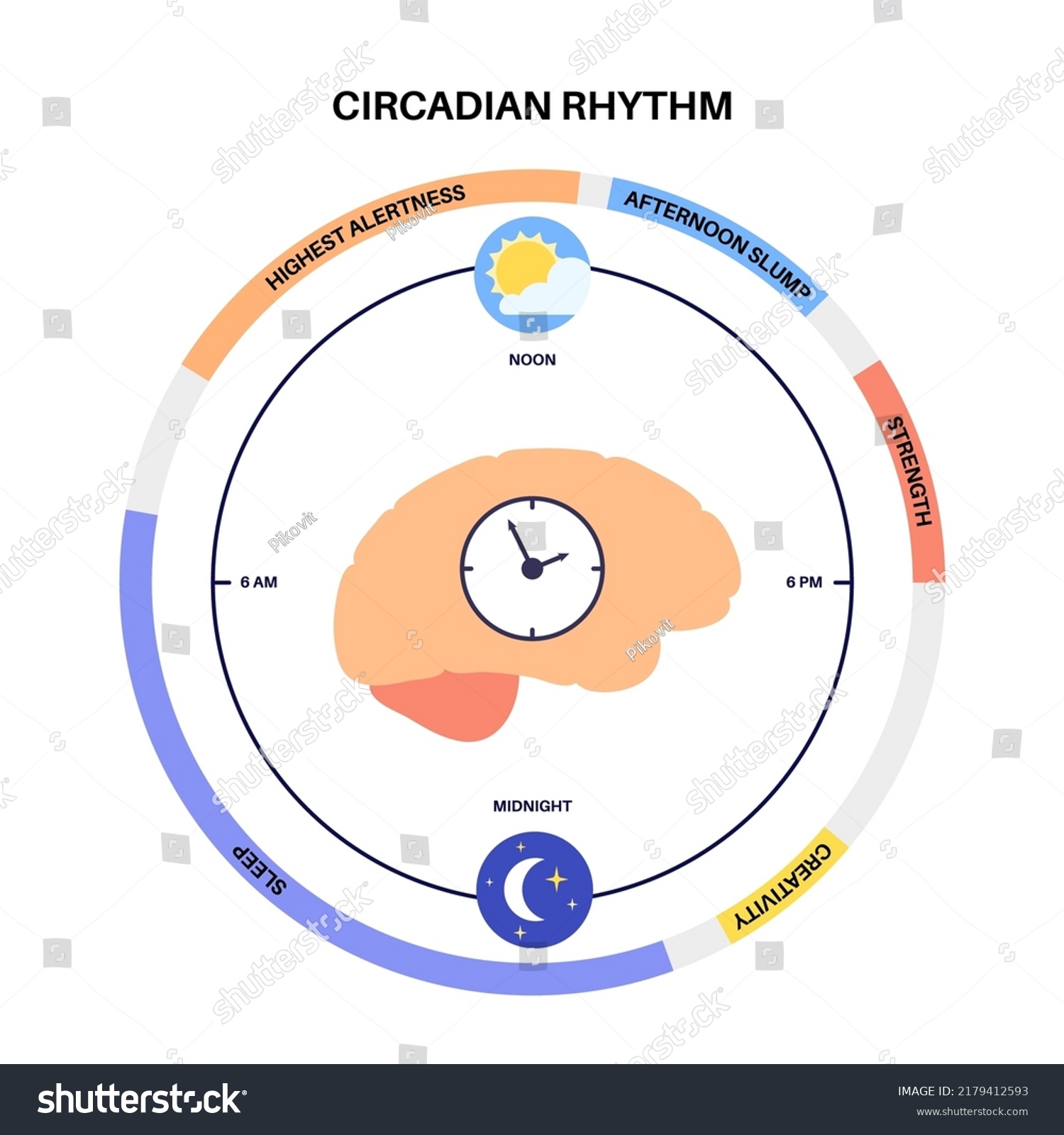 Circadian Rhythm Infographic Poster Melatonin Cortisol Stock Vector ...