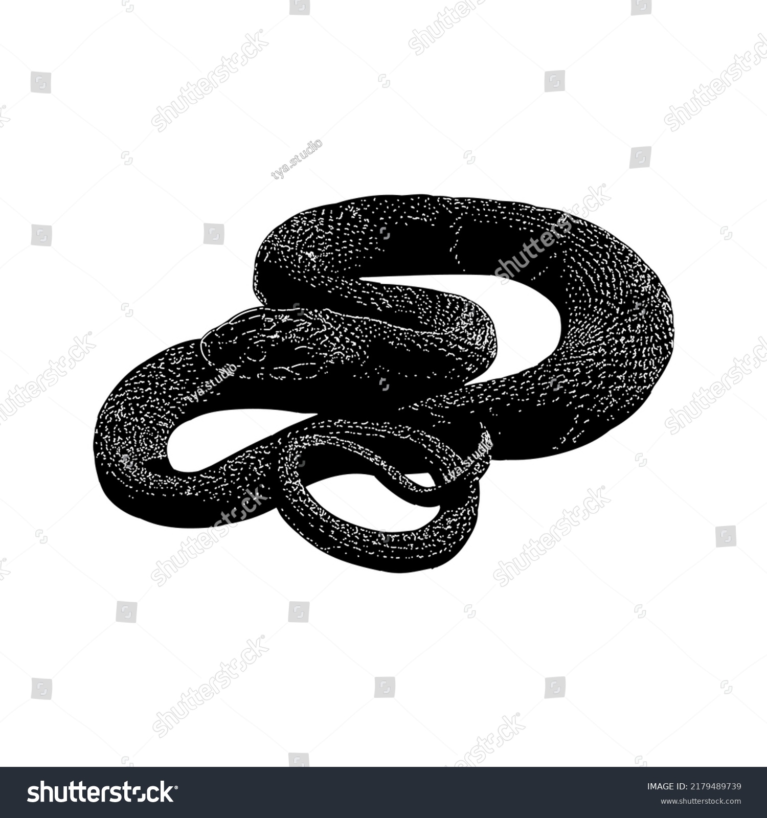 Banded Water Snake Hand Drawing Vector Stock Vector (Royalty Free ...