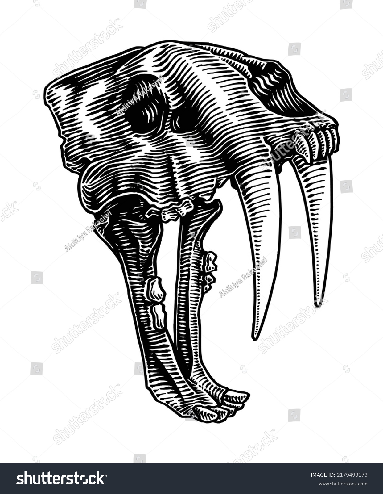 Sabertooth Skull Hand Drawn Illustration Isolated Stock Vector (Royalty ...