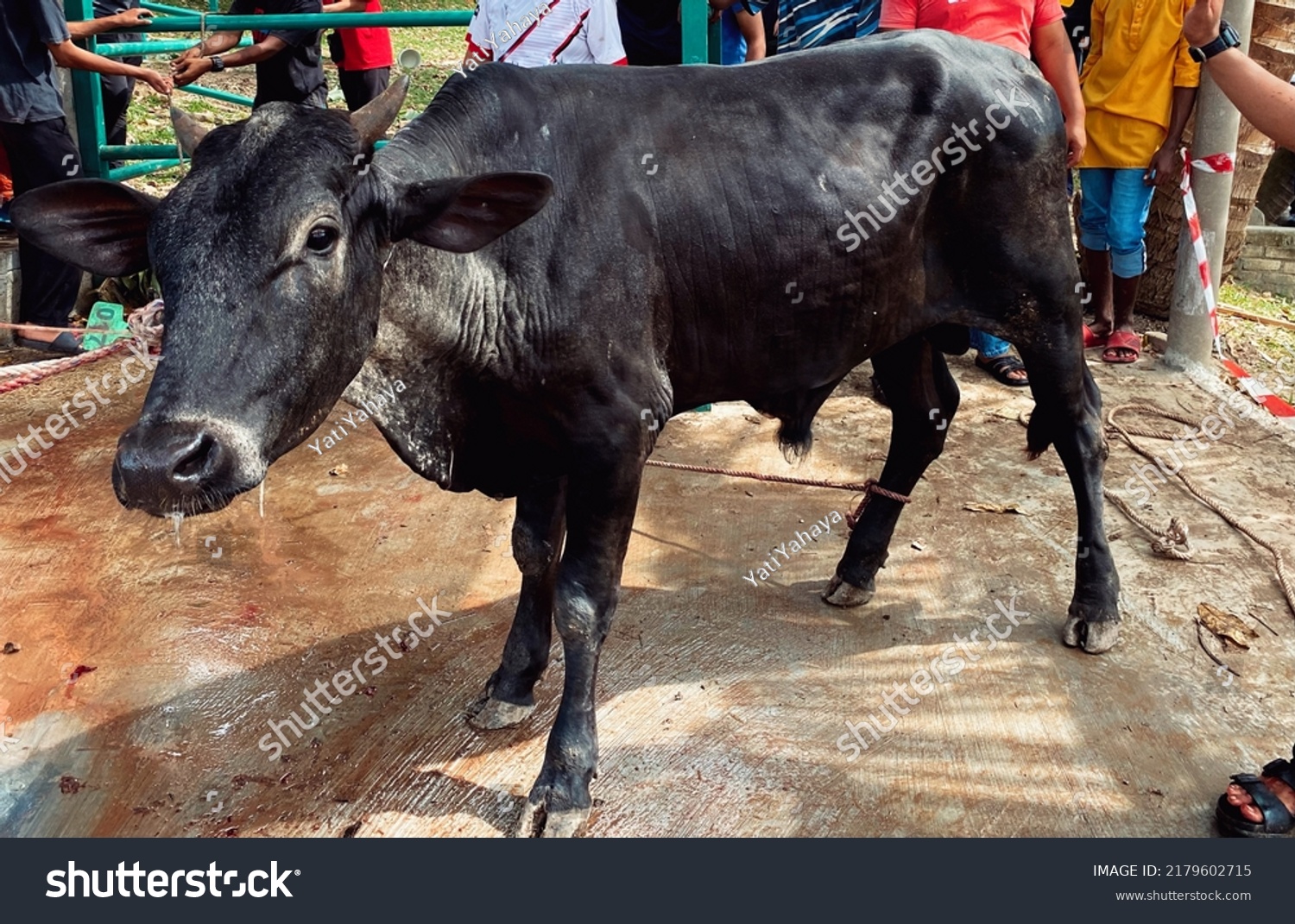 Black Cow Eid Aladha Slaughtering Cow Stock Photo 2179602715 | Shutterstock